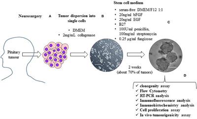 Stem Cells in Pituitary Tumors: Experimental Evidence Supporting Their Existence and Their Role in Tumor Clinical Behavior